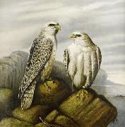 Joseph Wolf Gyr falcons on a rocky ledge oil